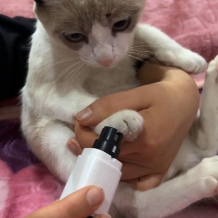 We design for cats, not for dogs with whiskers